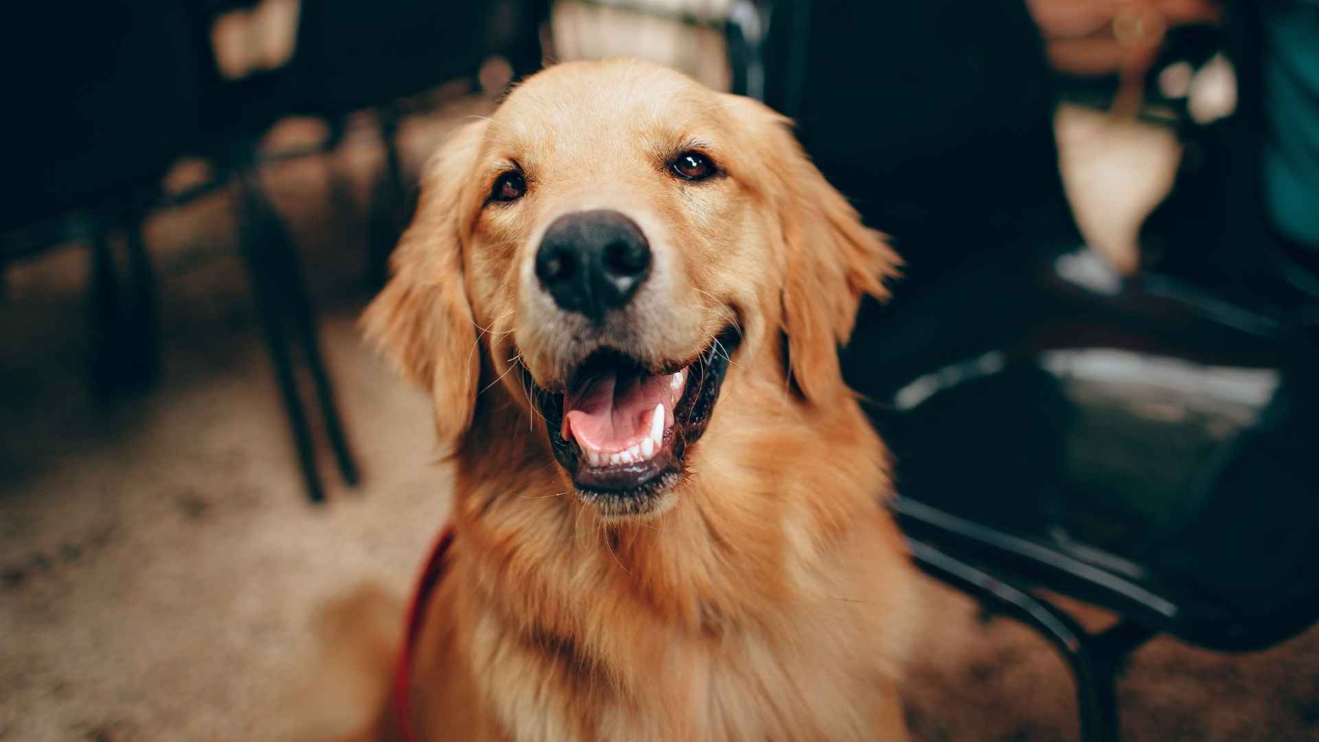 Comida humeda o cocinada perros